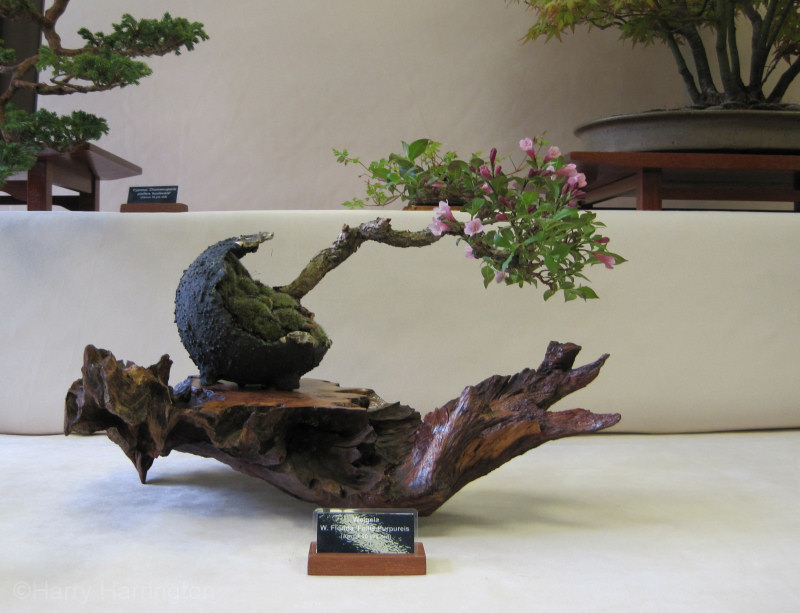 weigela bonsai